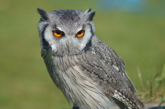 White faced owls