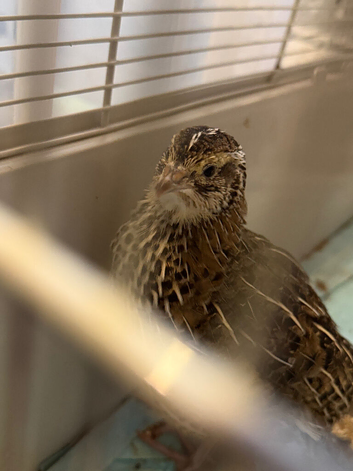 Group of coturnix Japanese quail