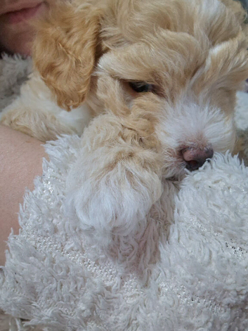 Last Maltipoo boy
