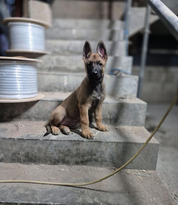 Female german shepherd x Dutch herder