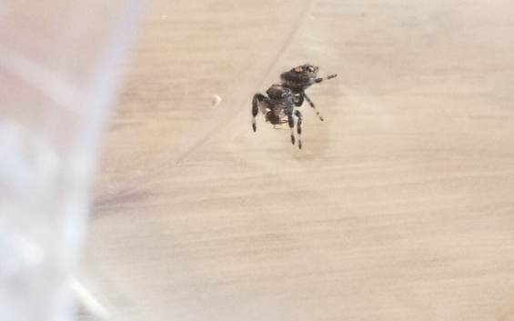 1 female i4 Apalichicola