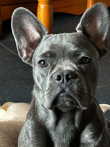 6,5 month blue brindle frenchie boy kc reg