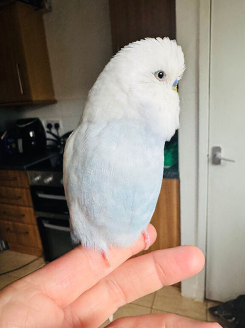 Budgie for sale