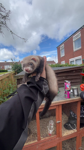 Ferrets