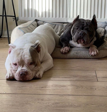2 Pocket Bullies - 1 male 1 female