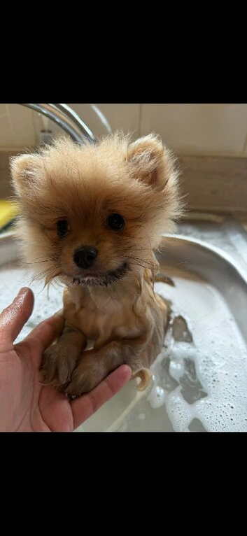 Gorgeous litter of fluffy poms READY NOW