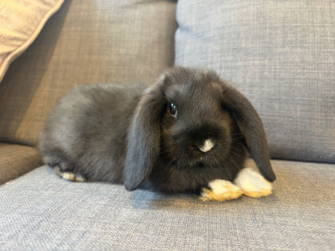 Fluffy friendly girl and boy pair left