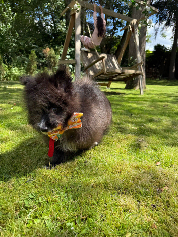 Pomeranian puppy