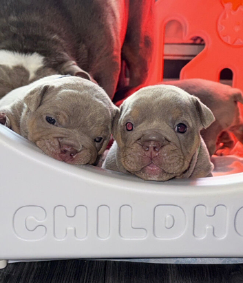 English bulldog puppies