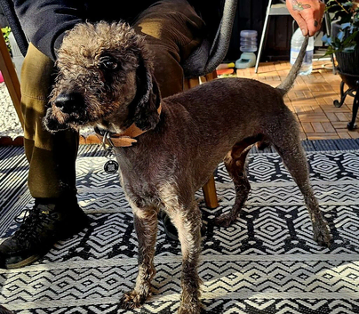 Bedlington Terrier for stud