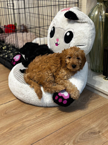 3cockapoo puppies left to a loving home