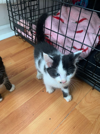 7 weeks old kittens