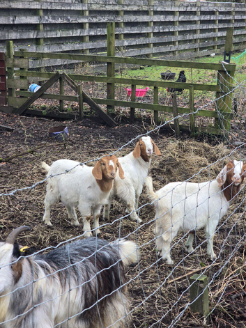 Boer doelings female goats - 2 available