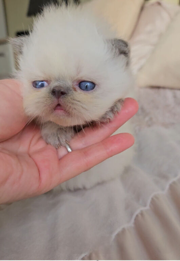 Stunning Pedigree Persian Kittens