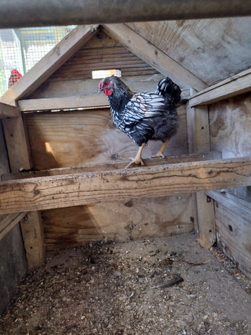 Wyndotte cockerel