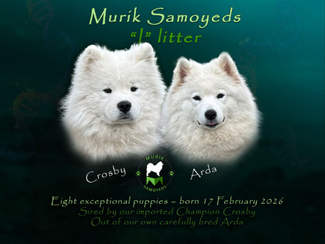 KC Registered Samoyeds from Proven Champion Lines