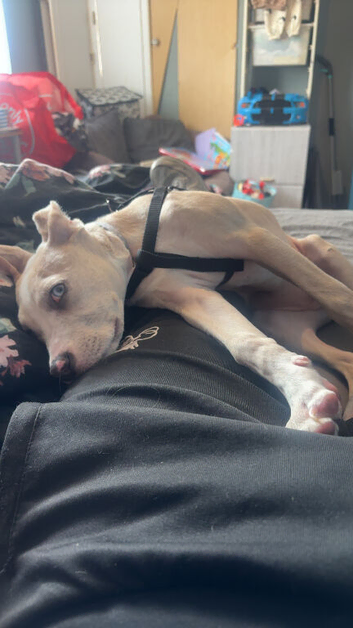 Staffy cross whippet border collie