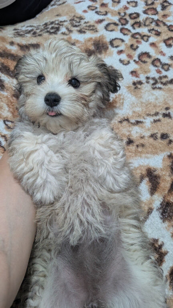 Havanese Pappy's girl