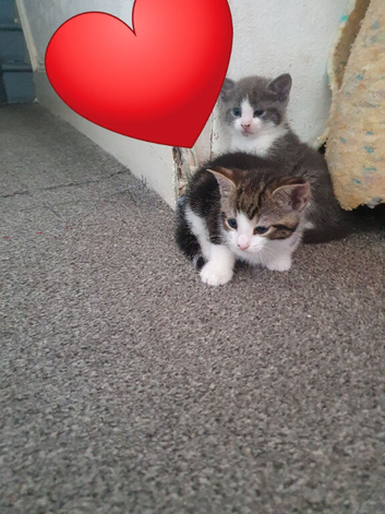 There are four kittens for sale