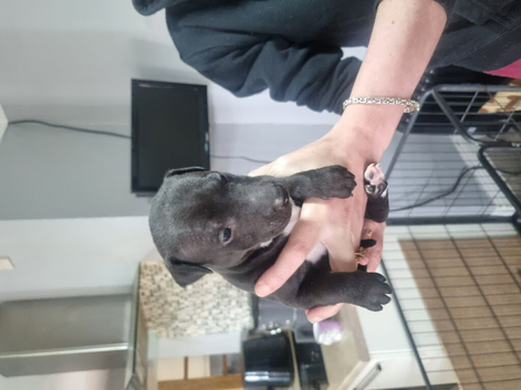 4 puppies for sale