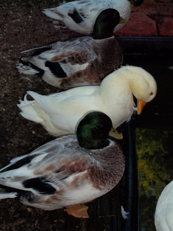 SILVER AND WHITE QUALITY CALL DUCK DRAKES