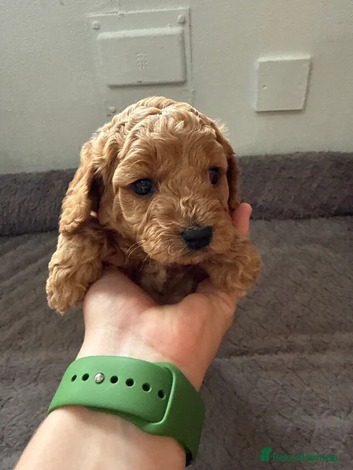 6 week old female and male left