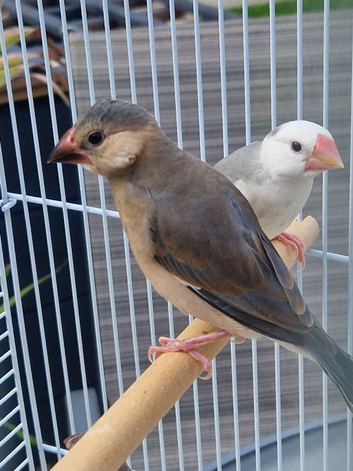 Java finch