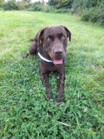 Dark chocolate Labrador Stud dog