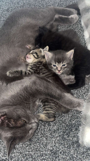 1 gorjus wee guy left Russian blue kitten