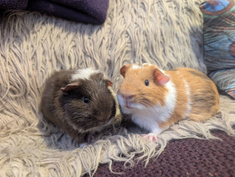 Pair of young texel and sheltie brothers