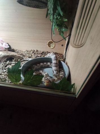 URGENT! corn snake that needs rehoming