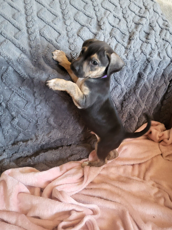 Staffy lurcher x beagle puppies