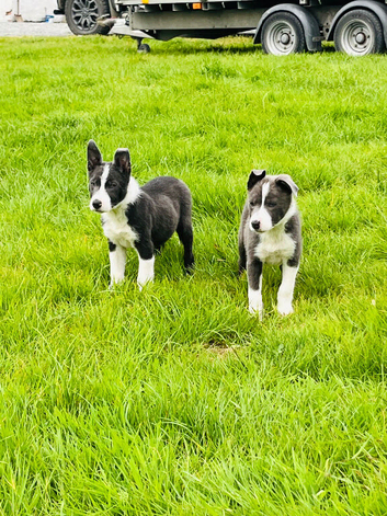 Lilac/grey an white collie pups