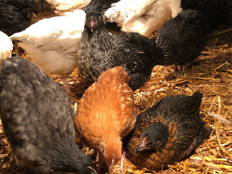 Happy, healthy, 10 week old pullets.