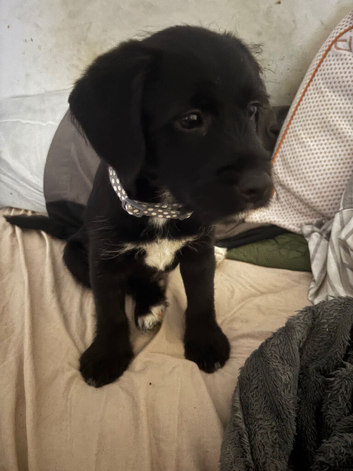 Staffy cross poodle