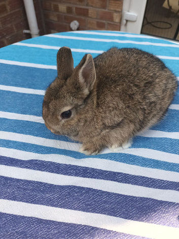 Beautiful agouti nertherland dwarf rabbit