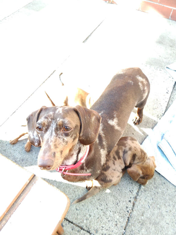 Miniature dachshund mixed with Patterdale