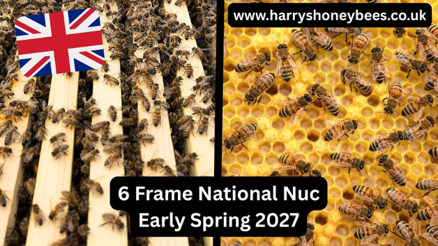 6 Frame National Nuc of Overwintered Bees Spring 2027