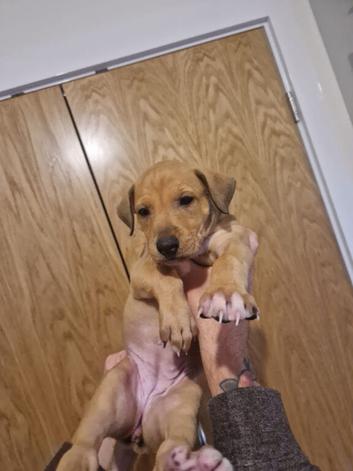 Alaunt/ bull x puppies