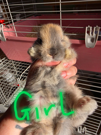 Baby French lops
