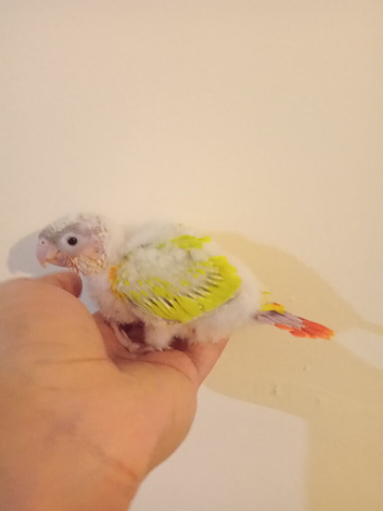 Hand rearing Baby suncheeck conure