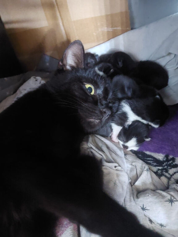 Black and tuxedo kittens