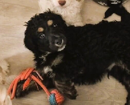 F1 Gorgeous health checked Cockapoos Ready to leave Vet checked and healthy -Mother poodle - Father cocker spaniel Medium size