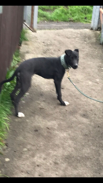 Wheaton bull greyhound