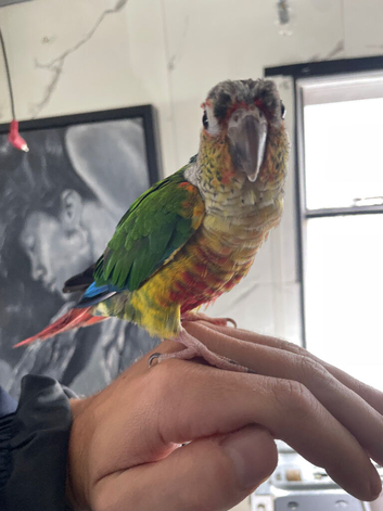 Beautiful Tame Conure &ndash; Fantastic Family Companion