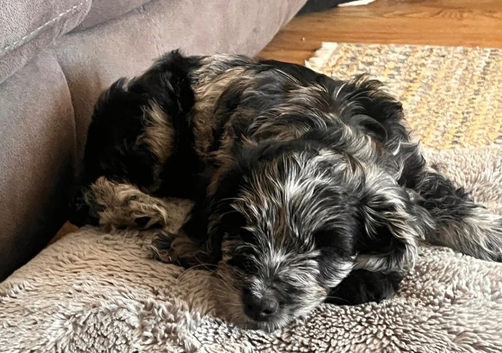 Cockapoo Puppies