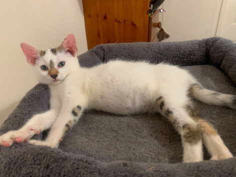 Bengal x kitten boy girl flead wormed microchipped 5 Wk free insurance