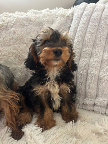 Beautiful yorkiepoo puppy