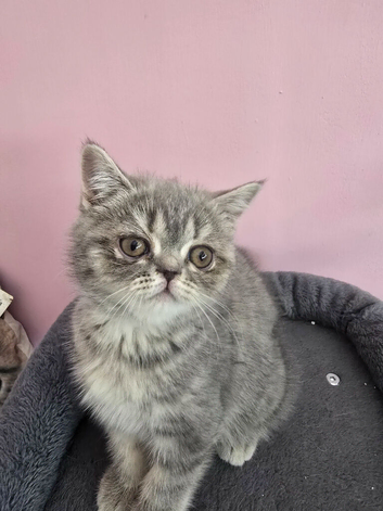 GCCF Registered Exotic kittens
