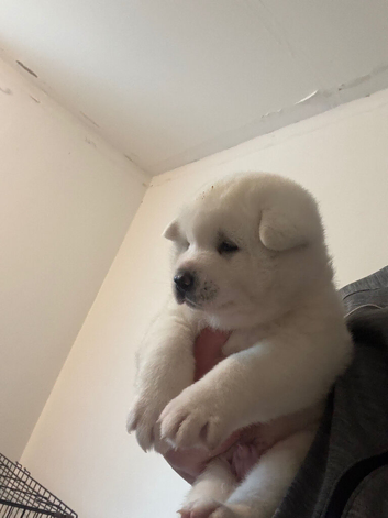 White Akita